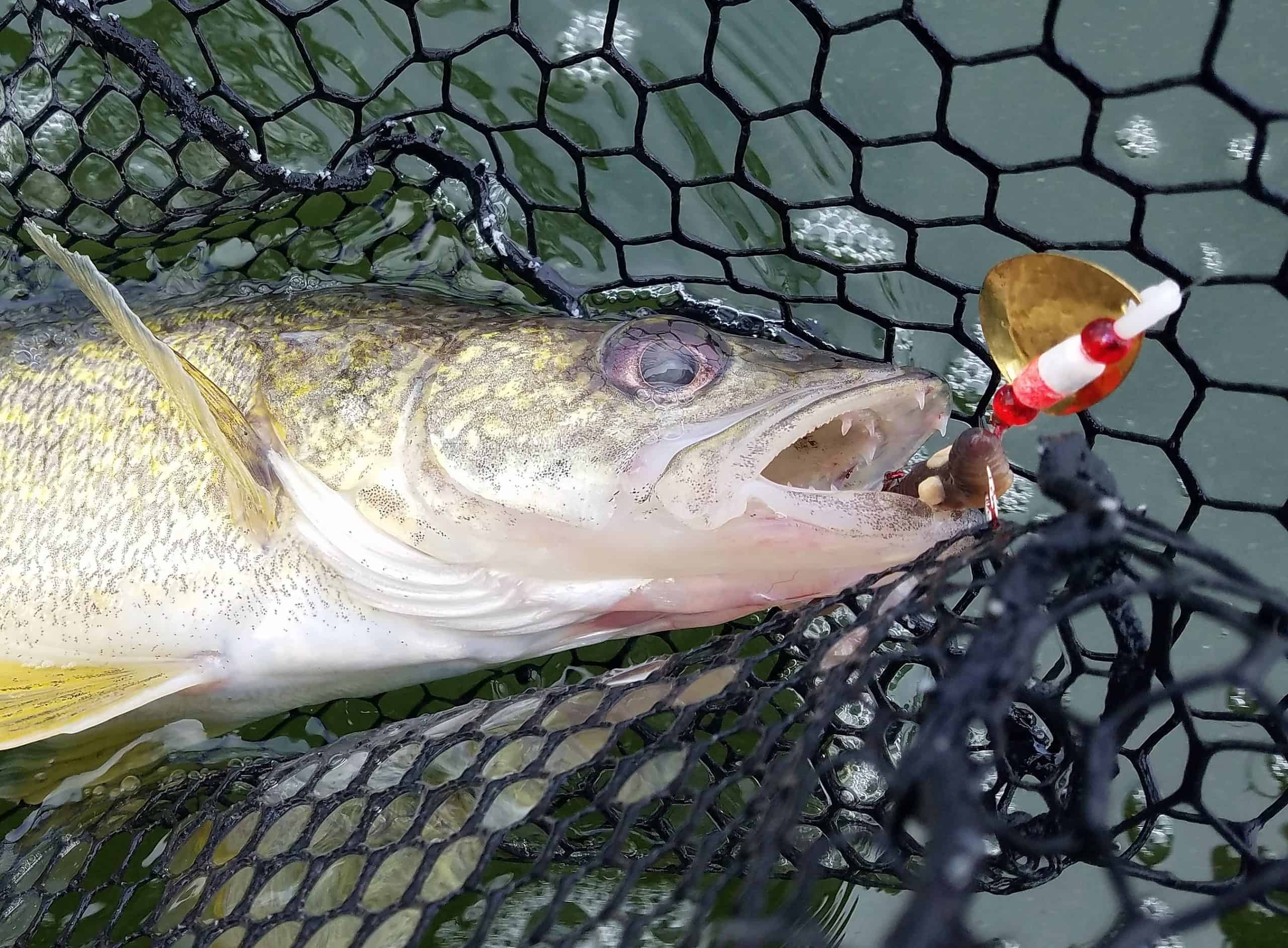 White River Walleye on Worm Harnesses - Lake of the Ozarks