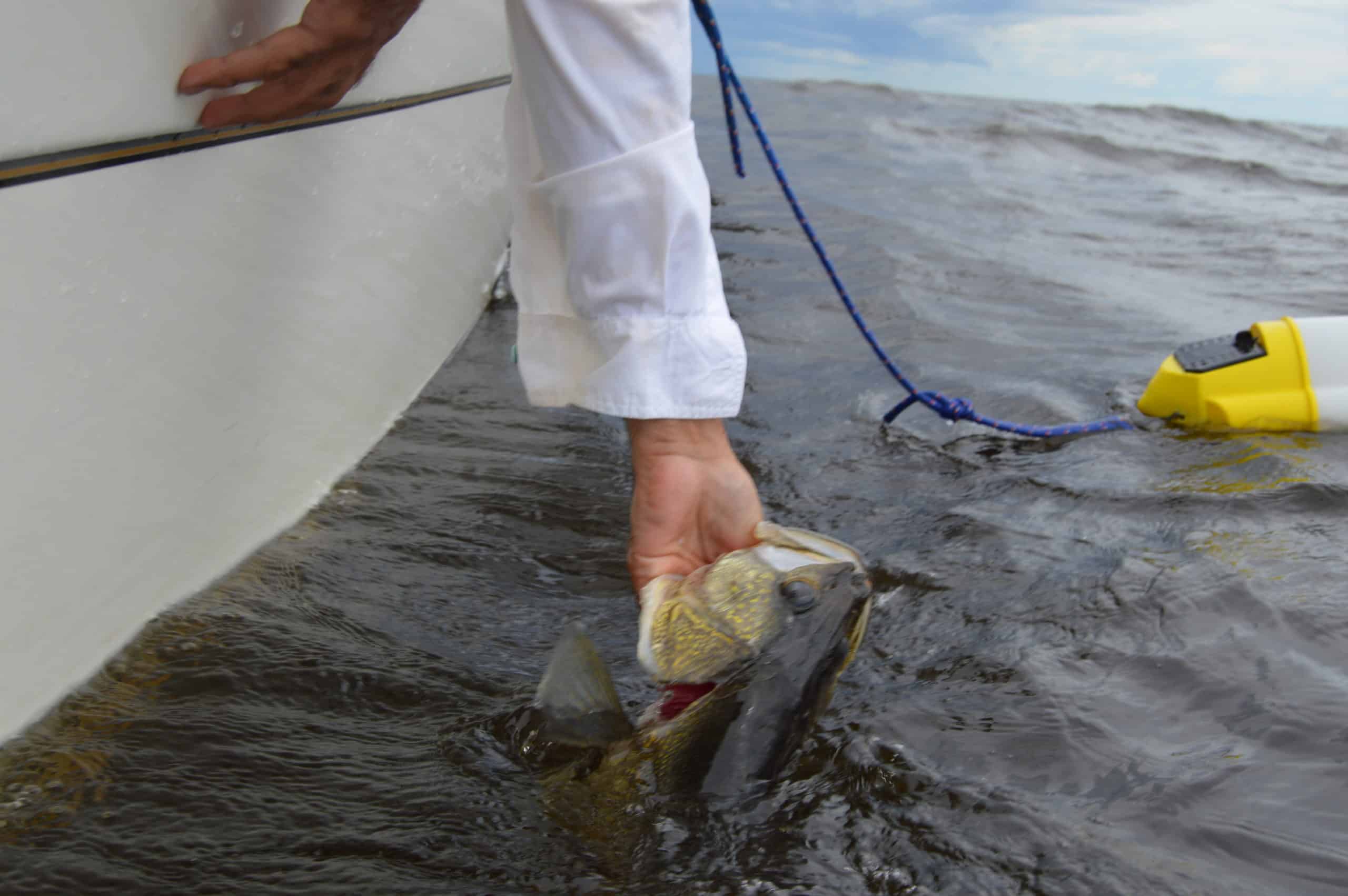 Master the Skill of Quickly and Effectively Releasing a Fish