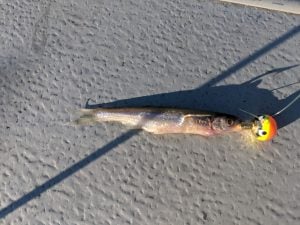 Jigging Walleyes on the MN Fishing Opener
