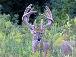 3603BB25-8C51-45B9-A2FE-D4BA7C4B0792