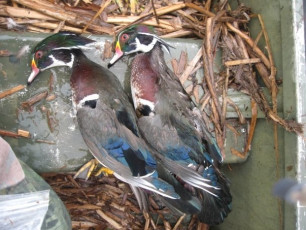 3CE84445-AB67-489B-90B4-40BA5BB1A98B