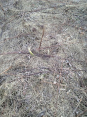 A496F9C2-AD31-45F4-94D4-25B6D3593D08