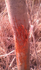 B5222648-C994-4F53-B878-513E009DC61A