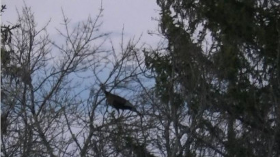 BCA1CE09-95D4-41E1-95AC-6609F3EA0375