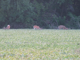 DAF88B9B-1A6F-4A2C-8A09-5F0650533117