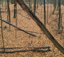 EB14930C-AEBB-49B1-AA43-793E36420EF9