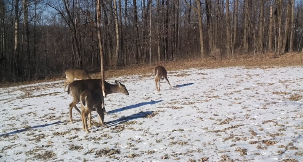 What numbers say about deer hunting Minnesota WhitetailFIRST