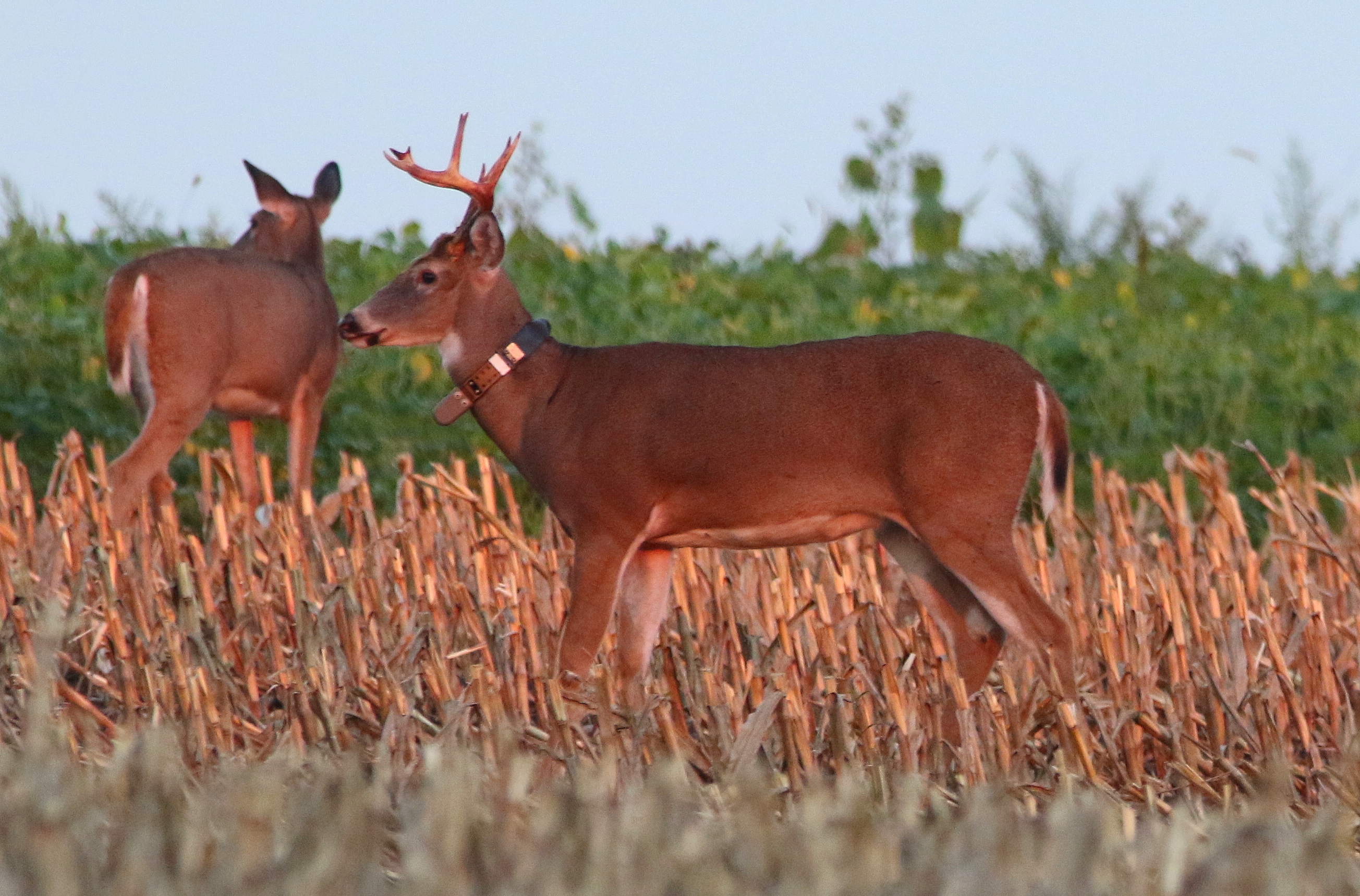 Southwest Wisconsin CWD, Deer & Predator Study Newsletter WhitetailFIRST