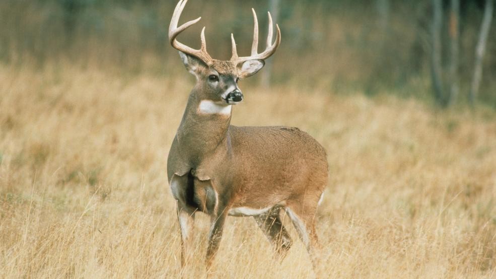 WI DNR: No buck-only counties for 2019 deer season | WhitetailFIRST