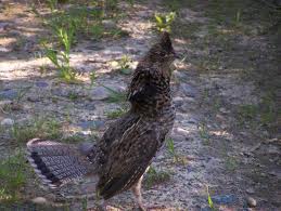 Grouse on ground