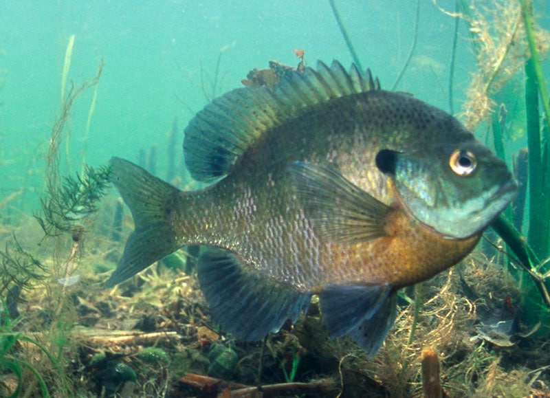 NEW Minnesota Sunfish Regulations OutdoorsFIRST