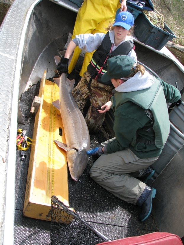 If You Catch a Tagged Sturgeon, Please Report Info to MN DNR
