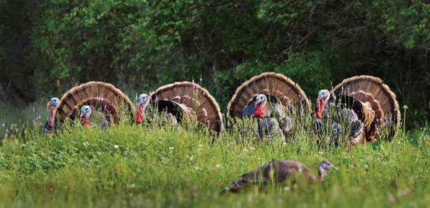 Recovering America's Wildlife Act: The Most Important Conservation Legislation in a Generation Advances to the Senate with Resounding Bi-Partisan Support - Vimarsana News