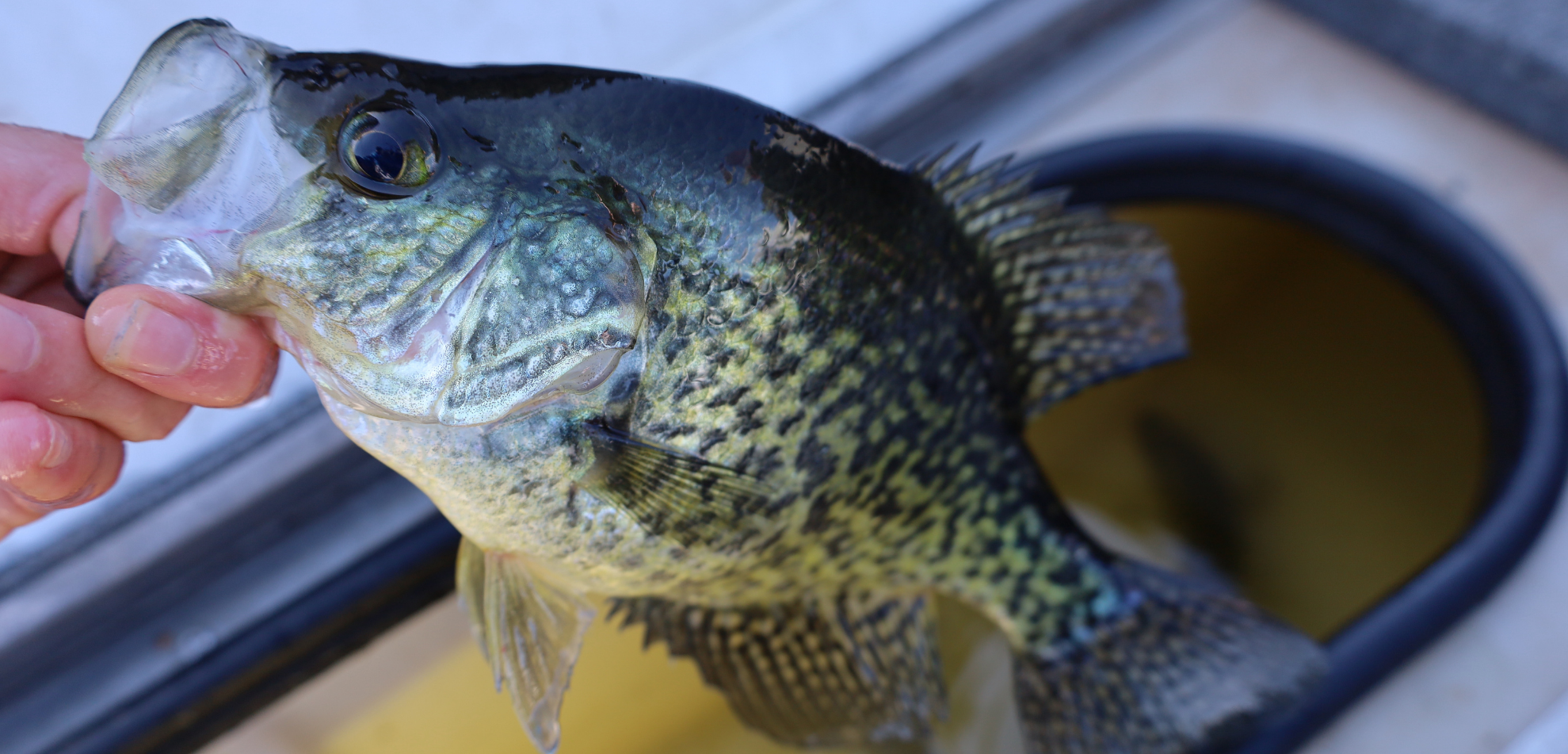 How to Catch, Clean, and Cook Early-Season Crappies